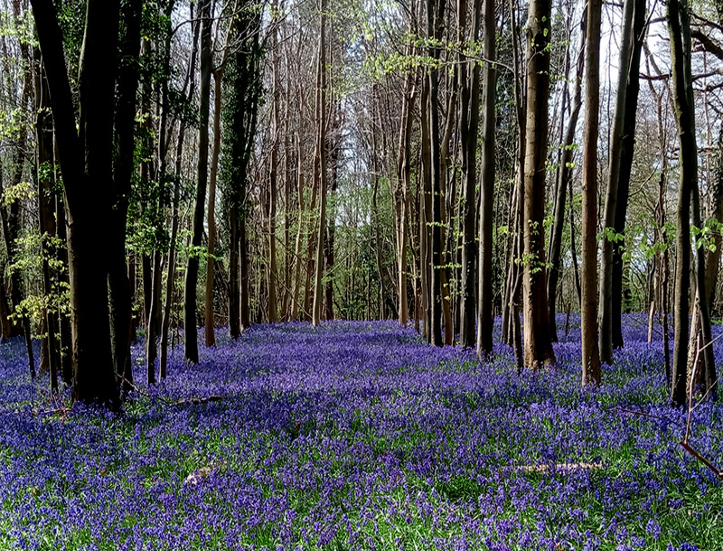 Funeral Celebrant Courses depicted by bluebell woodland burial site